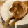 Four Seasons Luxury Pet Bed